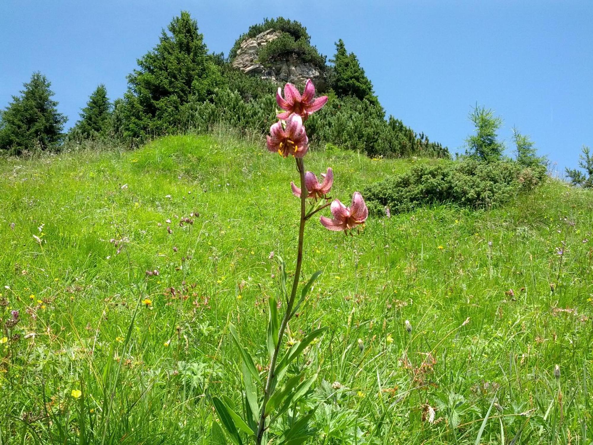 Haus Sonnleite Daire Trins Dış mekan fotoğraf